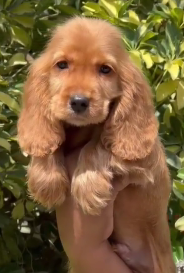 Buy Vaccinated  Cocker Spaniel Puppy from Hyderabad